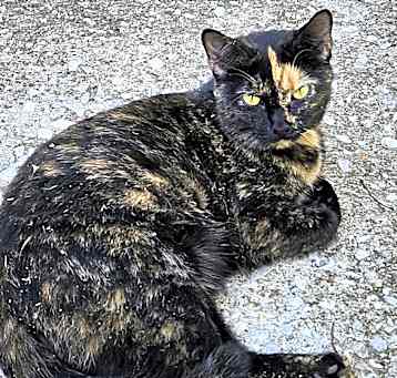Photo of SnickerDoodle