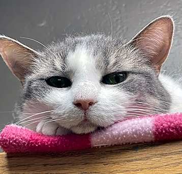 Photo of Gracie