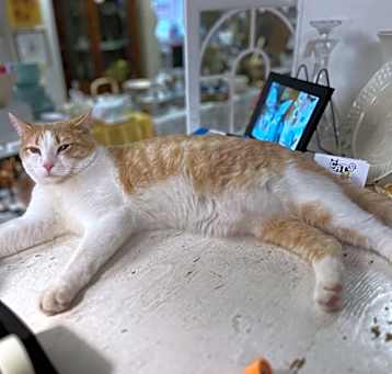 Photo of Henry