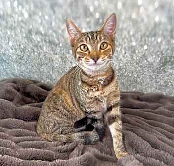 Photo of Feisty