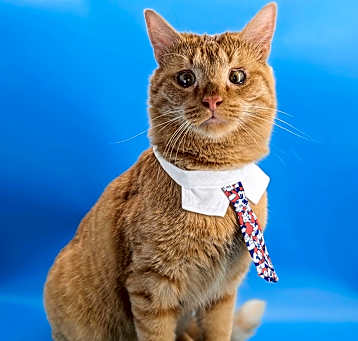 Photo of Tiger (The Gentlest Baby)