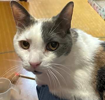 Photo of Sugar