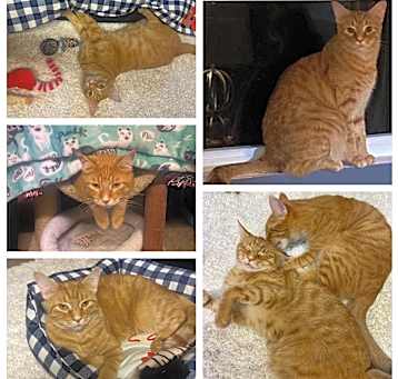 Photo of Redford and Cheezitz