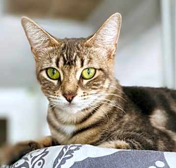 Photo of SILVER