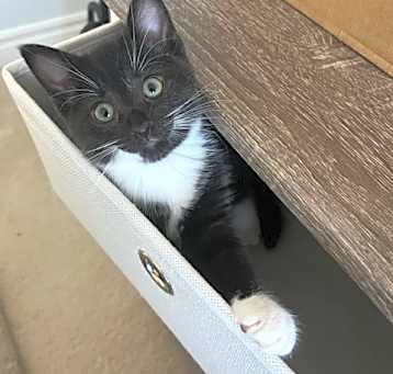 Photo of Mittens