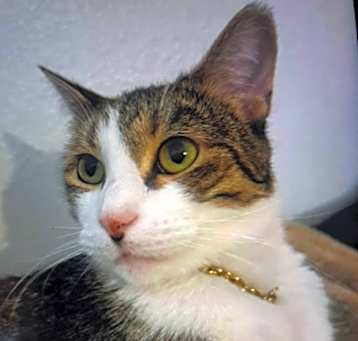 Photo of Indi