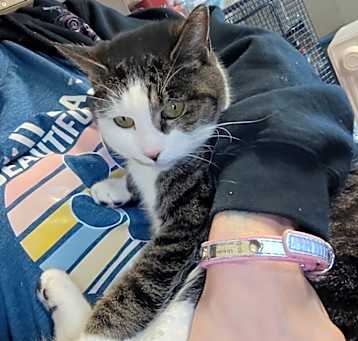 Photo of Bobby Jo (FeLV+)
