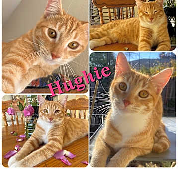 Photo of Hughie