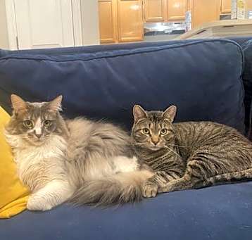 Photo of Prince and Perry-Bonded pair ♥️ Best Buds