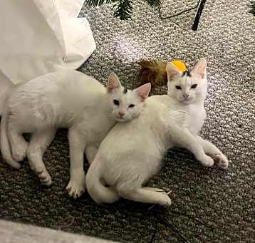 Photo of olaf