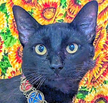 Photo of Rafiki