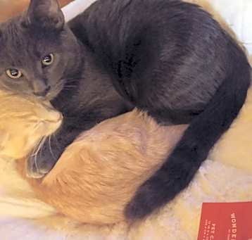 Photo of Sunshine bonded(see descrip)