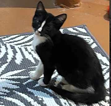 Photo of BLAZE