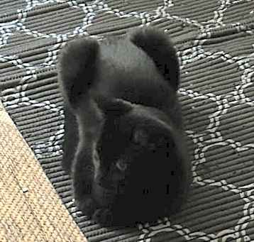 Photo of PRINCESS