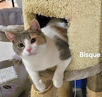 Photo of Bisque