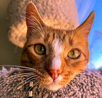 Photo of Sherlock