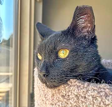 Photo of Watson