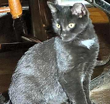 Photo of Pallas