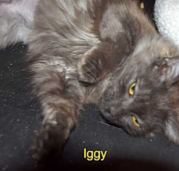 Photo of Iggy