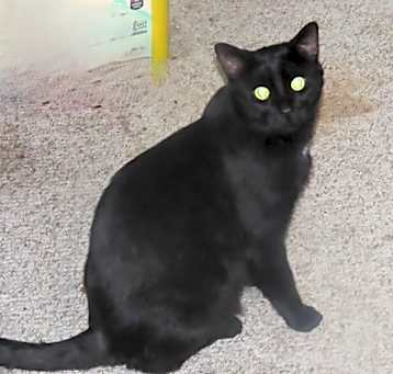 Photo of Mr. Chocolate