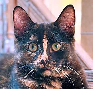 Photo of MYSTERIOUS MAY-LING