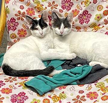 Photo of Zorro & Carlos