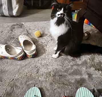 Photo of Figaro