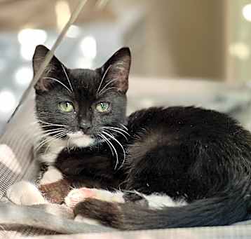 Photo of Obie