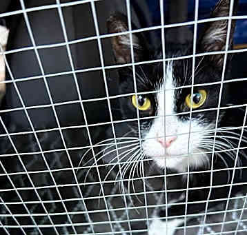 Photo of Tuxie