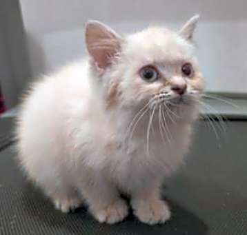Photo of Snowball