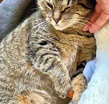 Photo of Gypsy