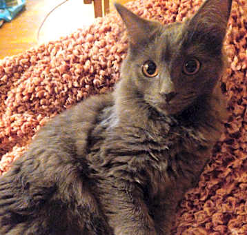 Photo of Big Fluff bonded (see descrip)