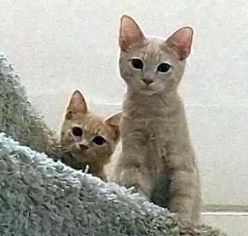 Photo of Peachy bonded (see descriptin)