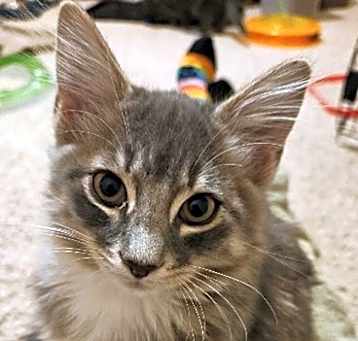 Photo of Horus