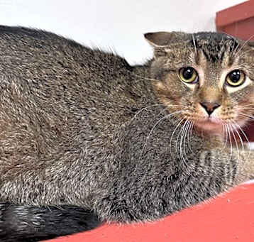 Photo of Scratch