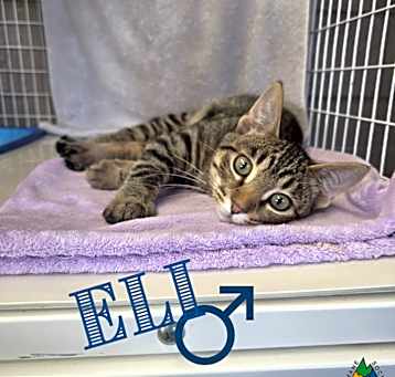Photo of Eli