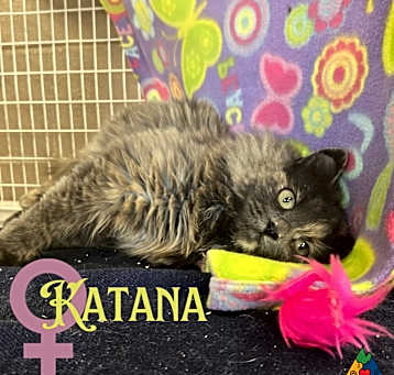 Photo of Katana