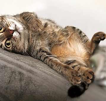 Photo of Lentil V