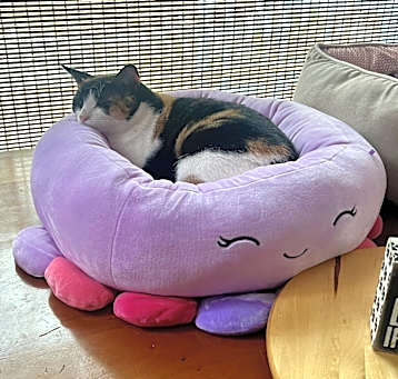 Photo of Ruby