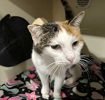 Photo of Bess