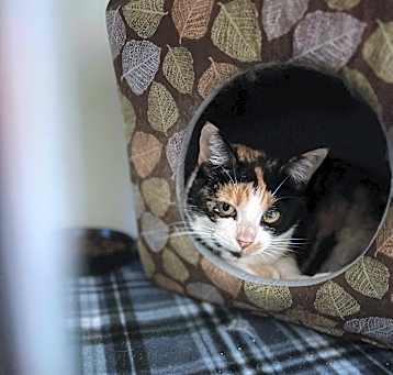 Photo of Callie
