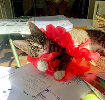Photo of Oscar