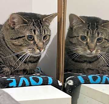 Photo of Bleu