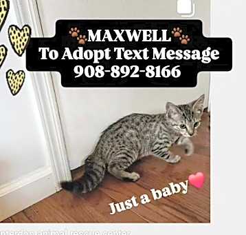 Photo of MAXWELL