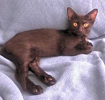 Photo of Judge Judy