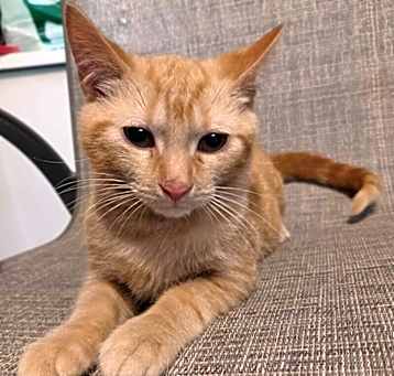 Photo of Yankee