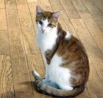 Photo of Sheldon