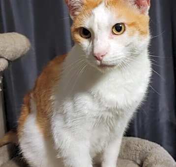 Photo of Mango