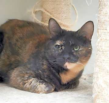Photo of Biscotti