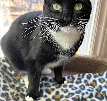 Photo of Pepper